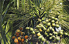 Trials on fungicides for kole roga by CPCRI